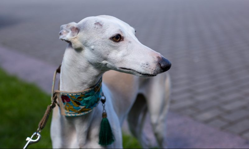 Taking the stress out of trends in the pet industry