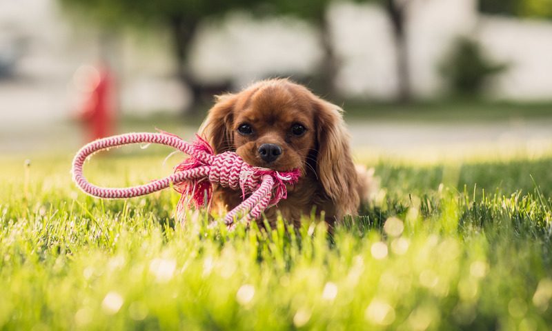 Experts issue advice on questions to ask puppy breeders