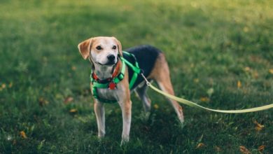 Petplan partners with Tikspac to provide 100 dog waste bag stations
