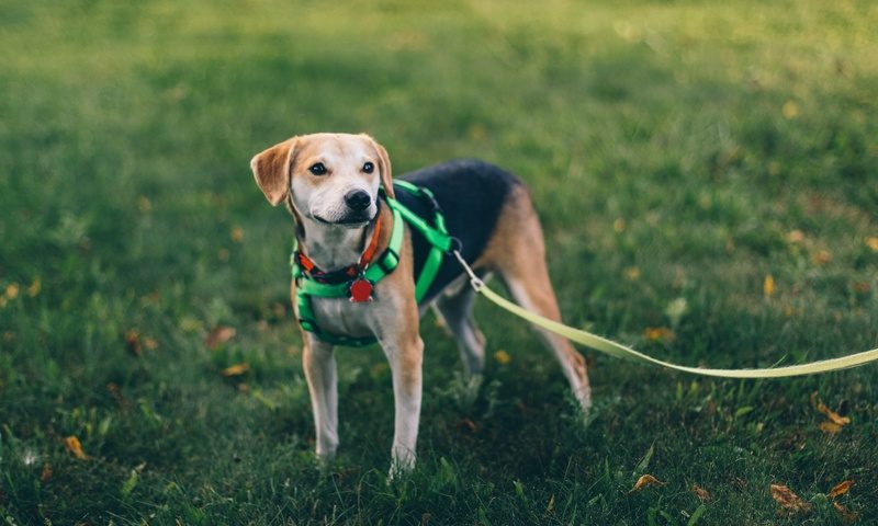 Petplan partners with Tikspac to provide 100 dog waste bag stations