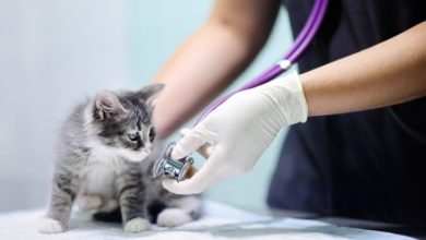 Vet care consolidation: is the CMA about to intervene?