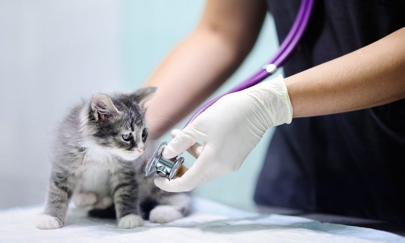 Vet care consolidation: is the CMA about to intervene?