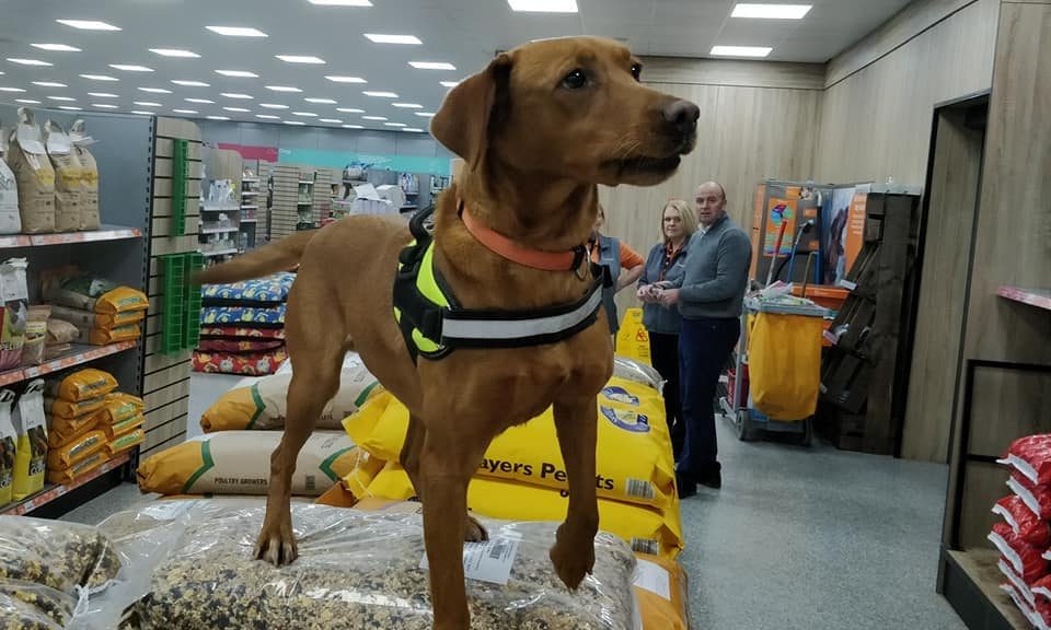 Pet shop helps global dog detection firm in war on drugs and terrorism