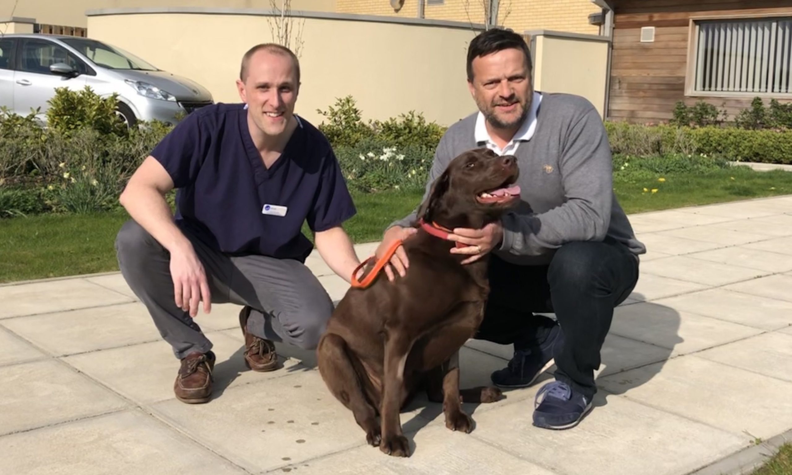 Wear Referrals carries out first commercial ankle replacement for dogs