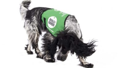 Poppy’s Picnic donates to Dogs for Good
