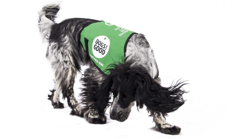 Poppy’s Picnic donates to Dogs for Good