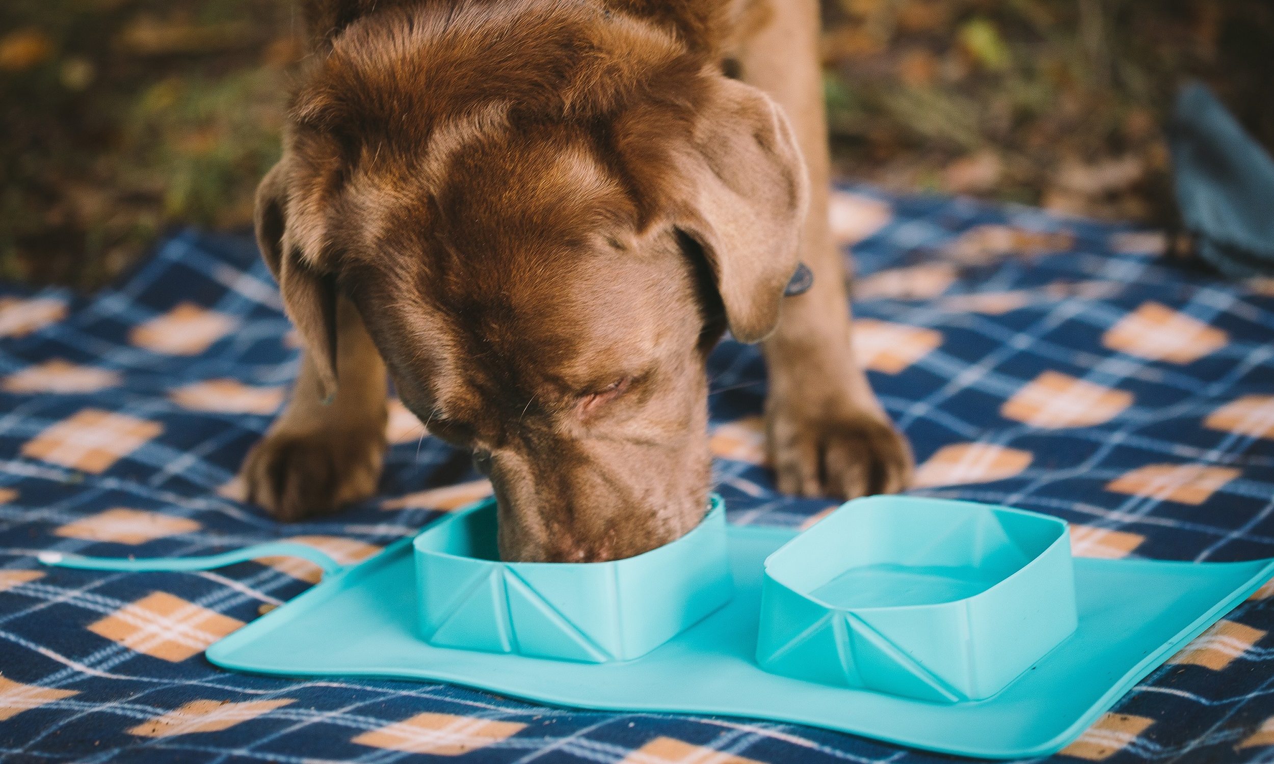 EasyPets Rollabowl wins entrepreneurial TV show