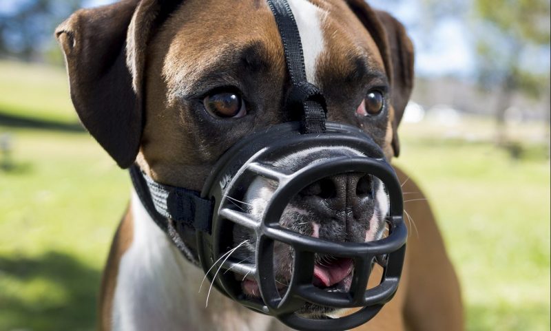 Company of Animals to launch new Baskerville Ultra Muzzle