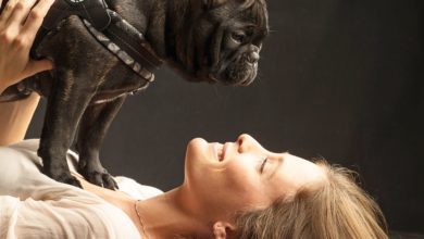 In Vogue Pets launches new harness range