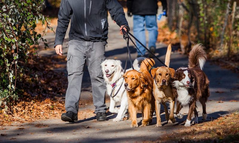 Tips on starting a high standard pet care business