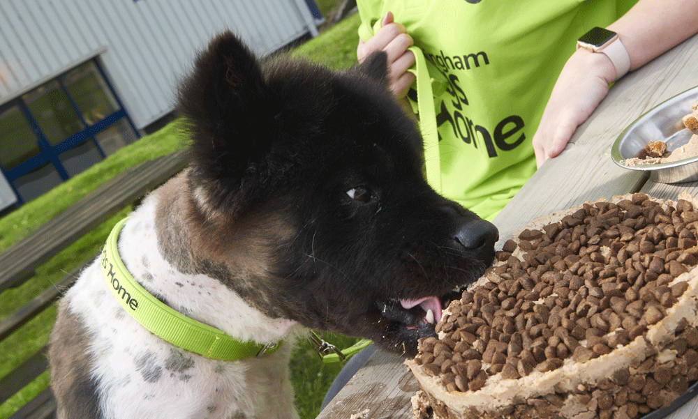 Fish4Dogs holds Bark Off event for charity