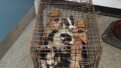 HMRC raises millions from tax-dodging puppy farmers