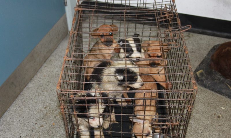 HMRC raises millions from tax-dodging puppy farmers