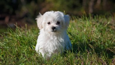 Vets warning as potentially fatal dog disease spreads in UK
