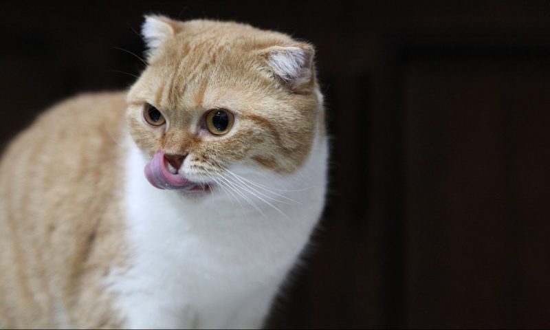 Study suggests link between cat TB and commercial raw food diet