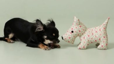 Pet Brands launches new Cath Kidston range