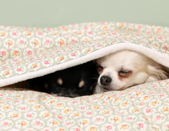Pet Brands Launches New Cath Kidston Range Post