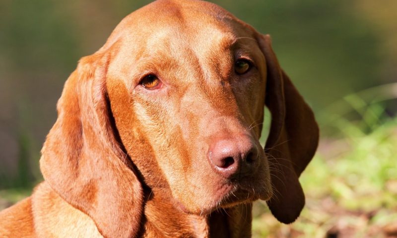 Neutering female dogs trebles risk of urinary incontinence