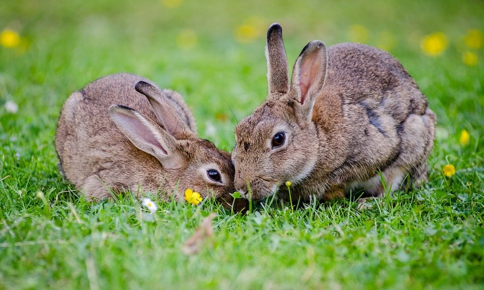 Vets urged to stock correct vaccines for Rabbit Awareness Week