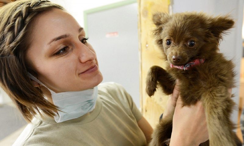 Competitive vet practices