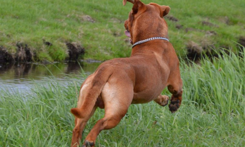 Barking Heads partners with Standon Calling