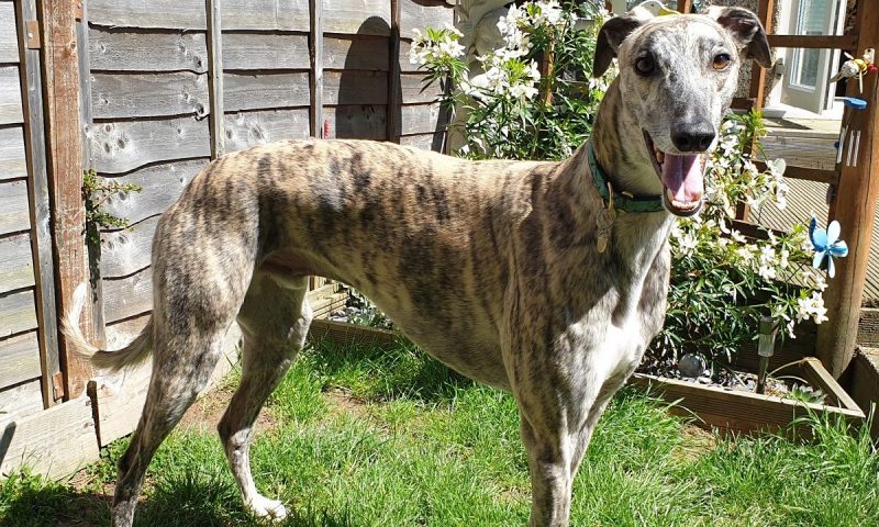 Bad teeth revealed as biggest problem for pet Greyhounds