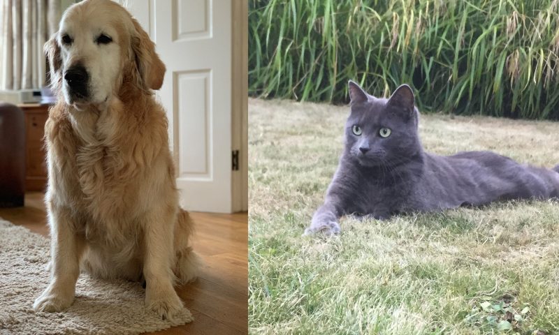 New RVC awards for cat and dog blood donors