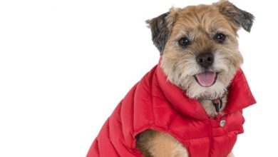 Trespaws launches the Dogby Down Coat