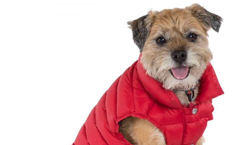 Trespaws launches the Dogby Down Coat