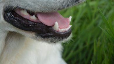 Dental disease and osteoarthritis affect dog welfare most