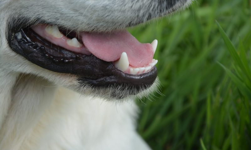 Dental disease and osteoarthritis affect dog welfare most