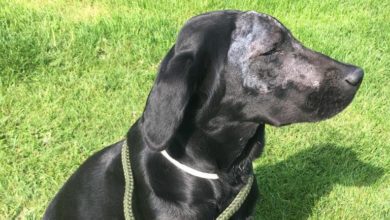 Prompt diagnosis saves Labrador from rare fungal infection