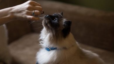 The importance of a healthy pet diet
