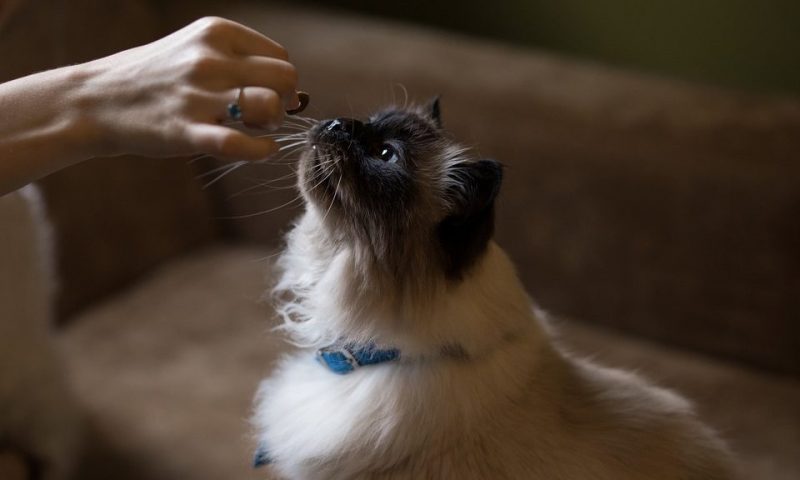 The importance of a healthy pet diet