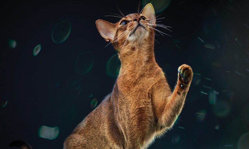 Purina finds ‘revolutionary breakthrough’ for cat allergens