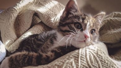 BSB searches for Britain’s most pampered cat