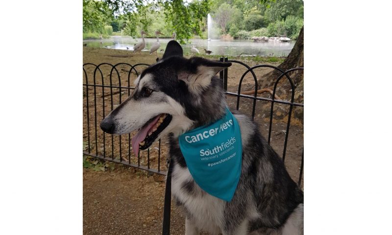 Essex vets launch pet cancer awareness campaign