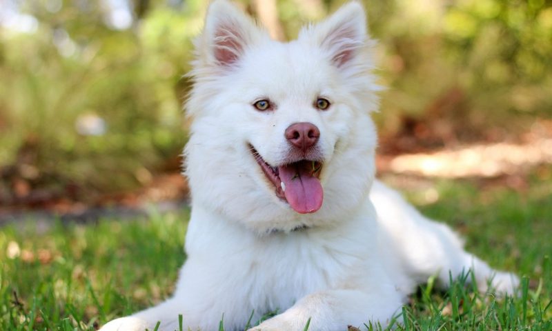 BVA welcomes renewed calls to enshrine animal sentience in law