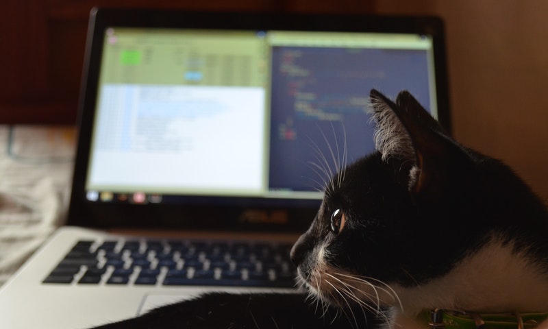 Online Vets launches new ‘no win, no fee’ service