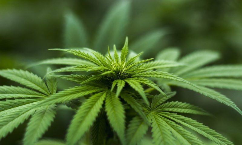 True Leaf signs distribution deals with Oscar Pet Foods and Pocurull