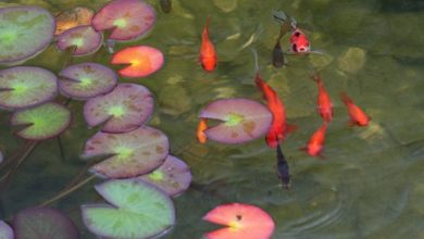 The impact of extreme weather on ponds