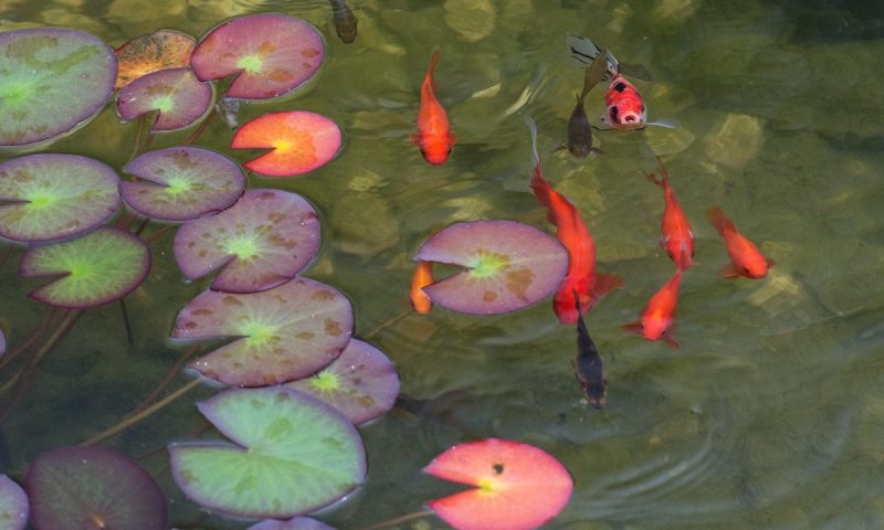The impact of extreme weather on ponds
