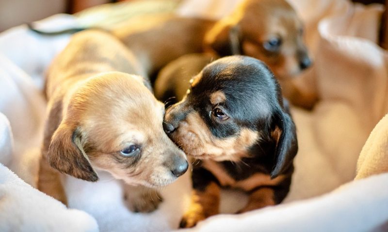 UK’s first pet payment holding service launches