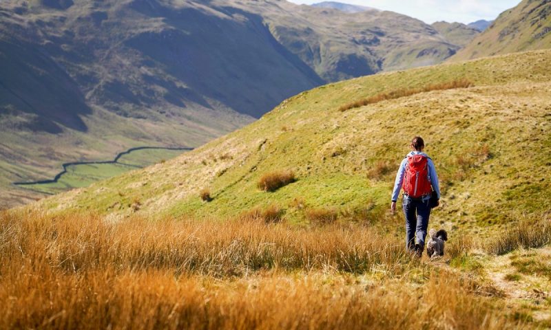 Forthglade urges owners to take ‘mindful’ walkies in new campaign