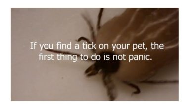 Vince the Vet launches customer information video﻿