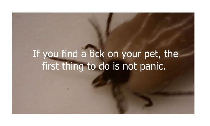 Vince the Vet launches customer information video