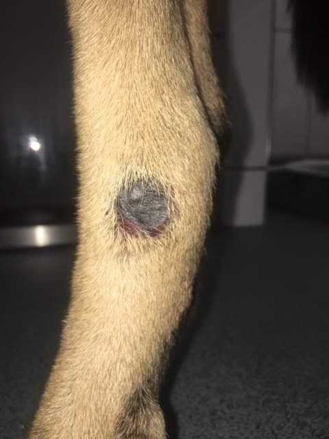 First case of Alabama Rot confirmed in East Anglia