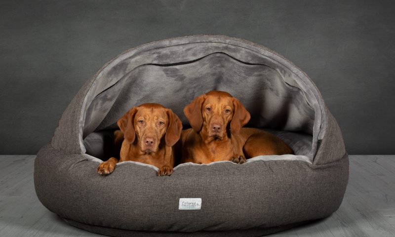 Collared dog beds top
