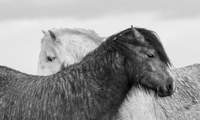 BVA launches veterinary photographer of the year competition