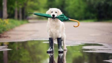 Classic Lodges expands its dog friendly service